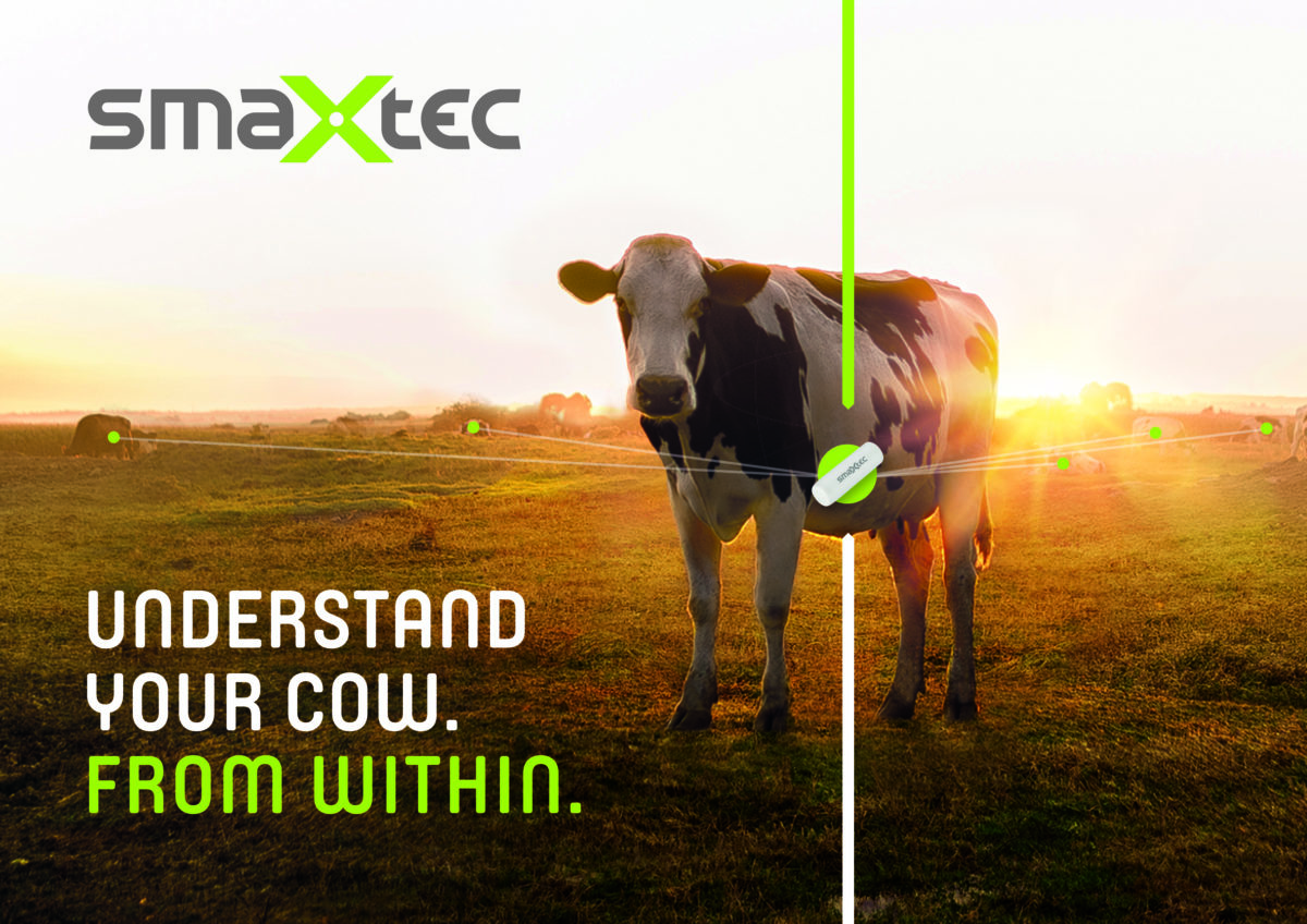 cow standing on field with text written next to to: "Understand your cow from withi"